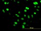 SUPT5H Antibody (monoclonal) (M04)